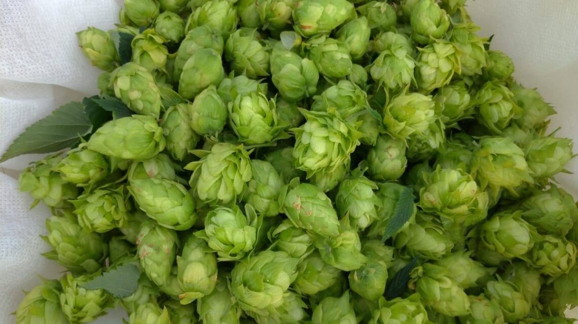 LUPPOLO, ECCO IL BANDO DI 1,5 MILIONI DI EURO PER LA CREAZIONE DELLA FILIERA. ASSESSORE MORRONI: UMBRIA CANDIDATA A DIVENTARE IL PRINCIPALE CENTRO DI PRODUZIONE DELLA COLTURA E AD ECCELLERE IN QUALITÀ