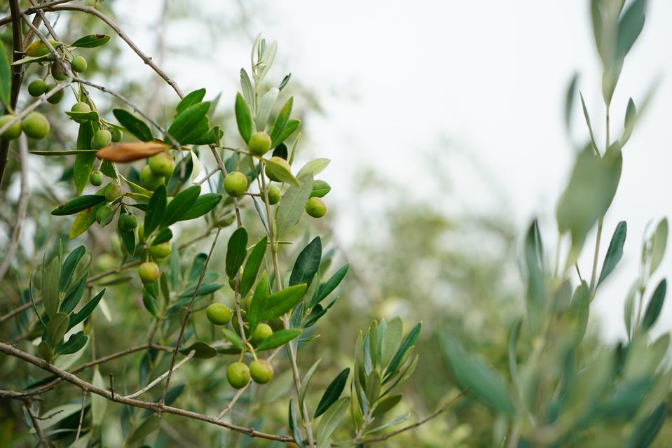 LA RISERVA DELLA BIOSFERA UNESCO DEL MONTE PEGLIA E CONFAGRICOLTURA UMBRIA: INIZIATIVA VOLTA ALLA TRACCIABILITÀ DELLE OLIVE.  IL PRESIDENTE PAOLA: “PROGETTO FUNZIONALE ALLA PROMOZIONE DI SISTEMI DI QUALITÀ TERRITORIALE OBIETTIVO PRIMARIO DELLA RISERVA UNESCO”.