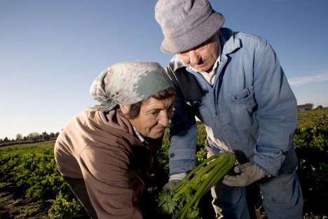 A TREVI È TEMPO DI SEDANO NERO. VENERDÌ 9 OTTOBRE È LA DATA UFFICIALE PER L’INIZIO DELLA CAMPAGNA DI RACCOLTA 2020  DEL SEDANO NERO DI TREVI, PRESIDIO SLOW FOOD