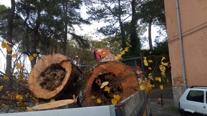 SENSO UNICO ALTERNATO IN LOCALITÀ MORRANO PER INTERVENTO DI ABBATTIMENTO PIANTE