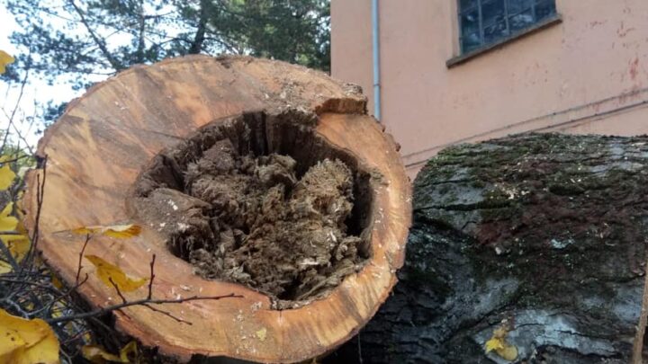 PER TAGLIO DI ALBERI CHIUSA AL TRAFFICO VEICOLARE VIA MONTE NIBBIO AD ORVIETO SCALO