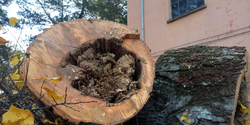 PER TAGLIO DI ALBERI CHIUSA AL TRAFFICO VEICOLARE VIA MONTE NIBBIO AD ORVIETO SCALO