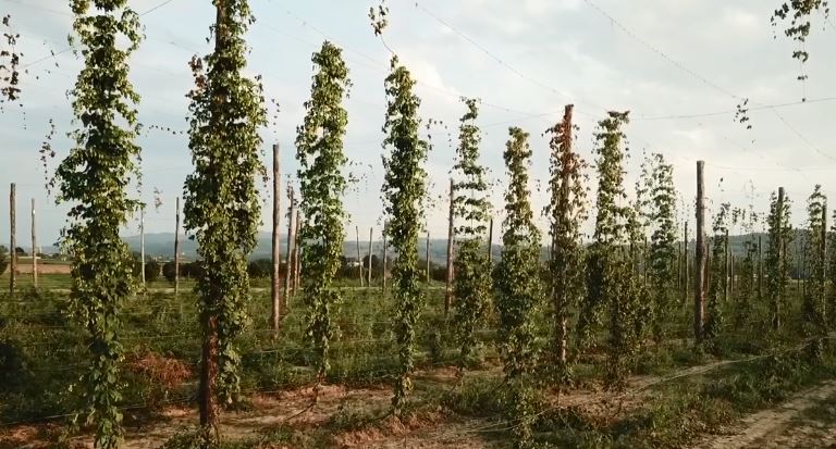 DALL’UMBRIA PARTE LA SFIDA PER PRODURRE LUPPOLO E BIRRA TOTALMENTE MADE IN ITALY.  UNA FILIERA DALL’ALTO VALORE AGGIUNTO, MODERNA, COMPETITIVA, SOSTENIBILE,  REDDITIZIA PER GLI AGRICOLTORI E DI GRANDE QUALITÀ.