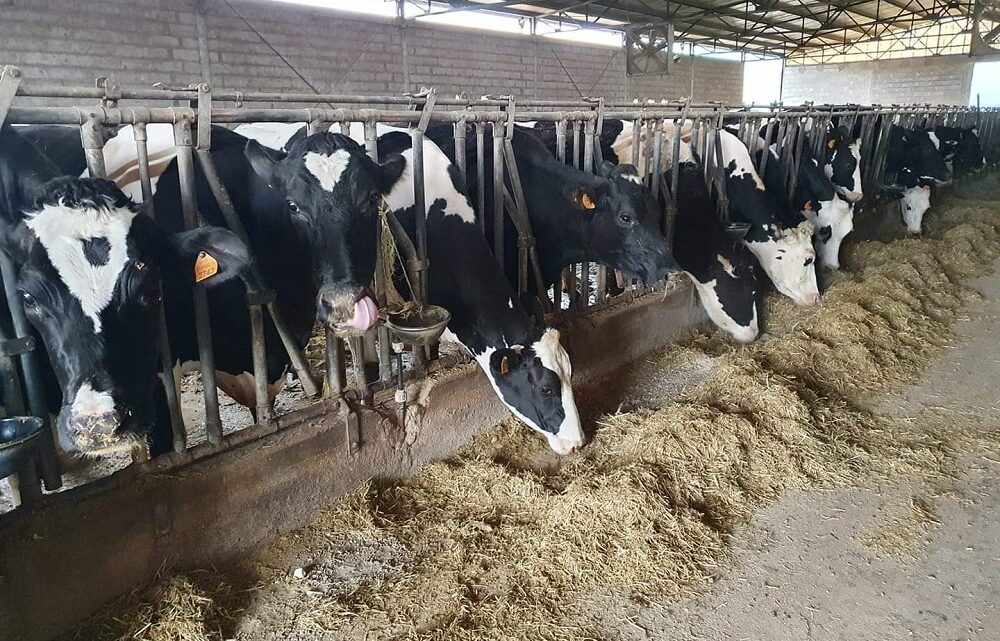 AGRICOLTURA: FONDO FILIERE ZOOTECNICHE, IN SCADENZA ACCESSO AI 90 MILIONI DI EURO DEL DECRETO RILANCIO