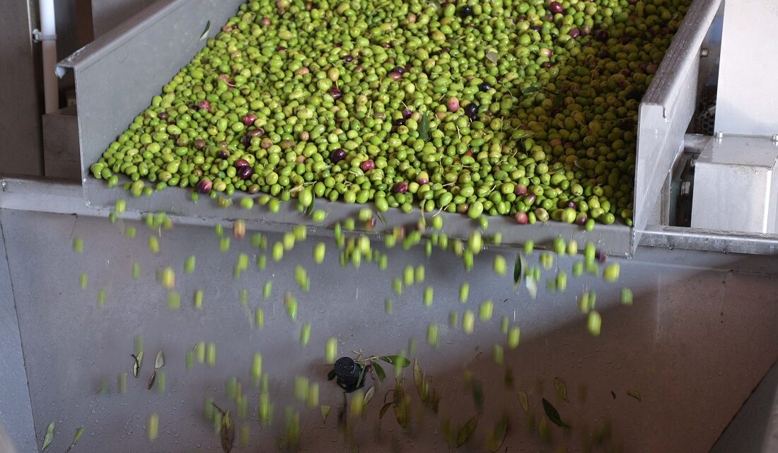 OLIO NUOVO DELLA DOP COLLI MARTANI: RESA BASSA MA QUALITÀ ELEVATA
