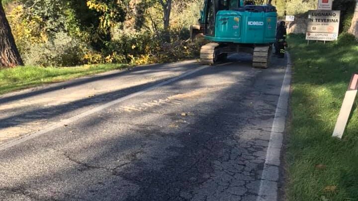 VIABILITÀ, PROVINCIA CHIUDE SR 205 AMERINA A LUGNANO IN TEVERINA PER ABBATTIMENTO PINI PERICOLANTI CAUSA FORTE VENTO