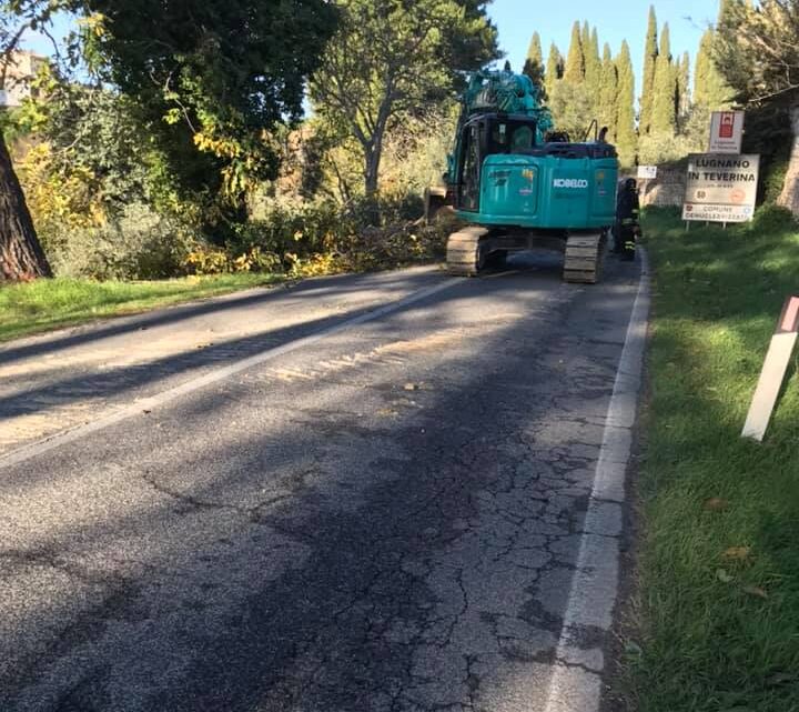 VIABILITÀ, PROVINCIA CHIUDE SR 205 AMERINA A LUGNANO IN TEVERINA PER ABBATTIMENTO PINI PERICOLANTI CAUSA FORTE VENTO