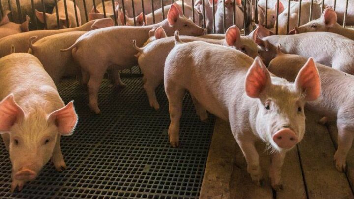 SICUREZZA CARNI SUINE UMBRE: SIGNIFICATIVO RICONOSCIMENTO PER LA REGIONE UMBRIA DA PARTE DELL’APHIS, ENTE GOVERNATIVO STATUNITENSE DI SORVEGLIANZA SANITARIA
