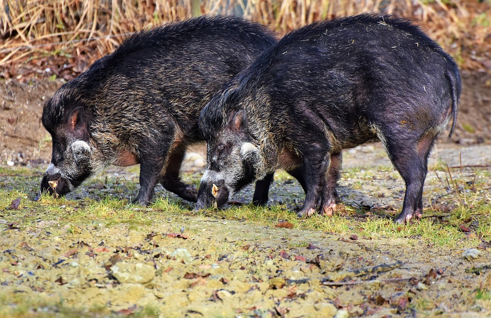 “PRELIEVO VENATORIO DELLA SPECIE CINGHIALE”
