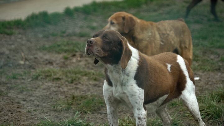 SAN VENANZO, SINDACO EMANA ORDINANZA PER RACCOLTA DEIEZIONE CANI IN LUOGHI PUBBLICI