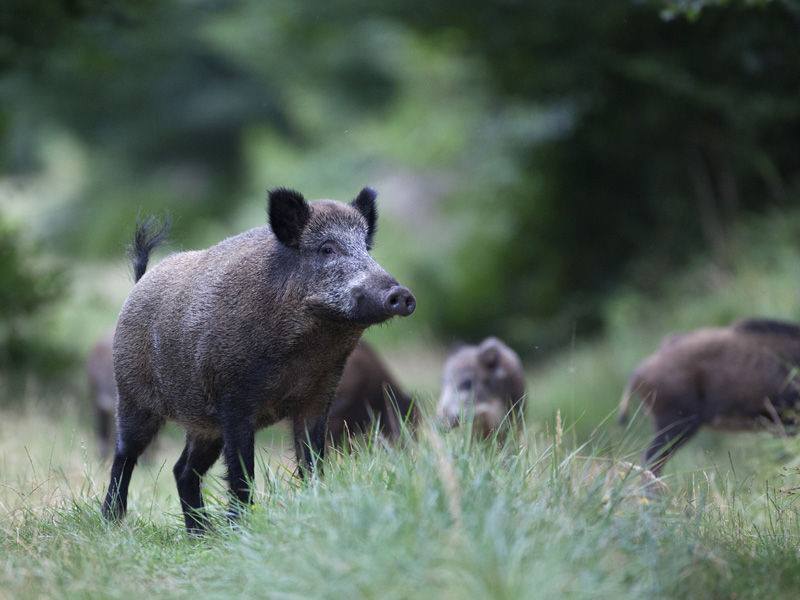 CONTENIMENTO CINGHIALI, ADOTTATO NUOVO REGOLAMENTO REGIONALE: VIA LIBERA AL PRELIEVO CON CACCIA DI SELEZIONE; ASSESSORE MORRONI CONVOCA TAVOLO CON ASSOCIAZIONI VENATORIE, DEL MONDO AGRICOLO E ATC