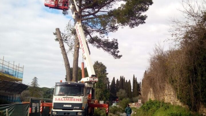 DIVIETO DI TRANSITO IN LOCALITÀ CANONICA, PER ABBATTIMENTO PIANTE PERICOLOSE. MARTEDÌ 8 FEBBRAIO 2022