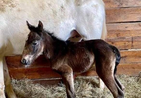 ASSESSORE MORRONI: NASCITA DELLA PRIMA PULEDRA DALLA CAVALLA ALBINA “VIA LATTEA” TESTIMONIA QUALITÀ ED ECCELLENZA CHE L’UMBRIA HA RAGGIUNTO NELL’ALLEVAMENTO DEI CAVALLI