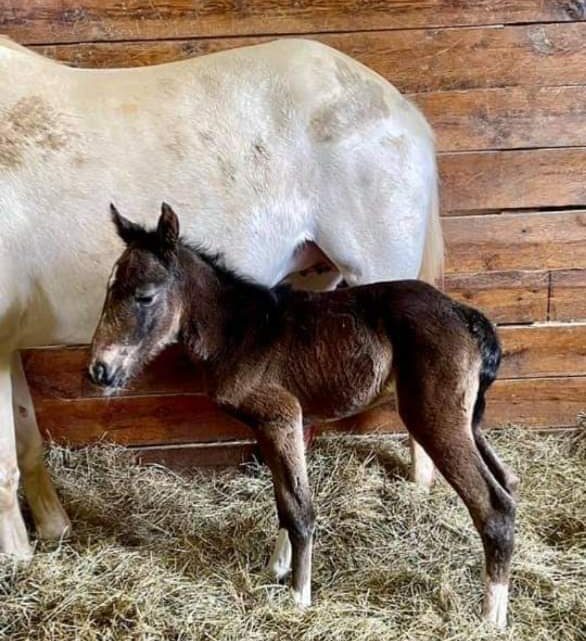 ASSESSORE MORRONI: NASCITA DELLA PRIMA PULEDRA DALLA CAVALLA ALBINA “VIA LATTEA” TESTIMONIA QUALITÀ ED ECCELLENZA CHE L’UMBRIA HA RAGGIUNTO NELL’ALLEVAMENTO DEI CAVALLI