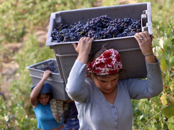 I DATI DEFINITIVI SULLA VENDEMMIA 2022 PUBBLICATI DAL MASAF E REDATTI SULLA BASE DELLE DICHIARAZIONI AGEA, CONFERMANO LA STIMA TOTALE PROVVISORIA DI ASSOENOLOGI, UIV E ISMEA A INIZIO SETTEMBRE MA CON DIFFERENZE NELLE DIVERSE AREE