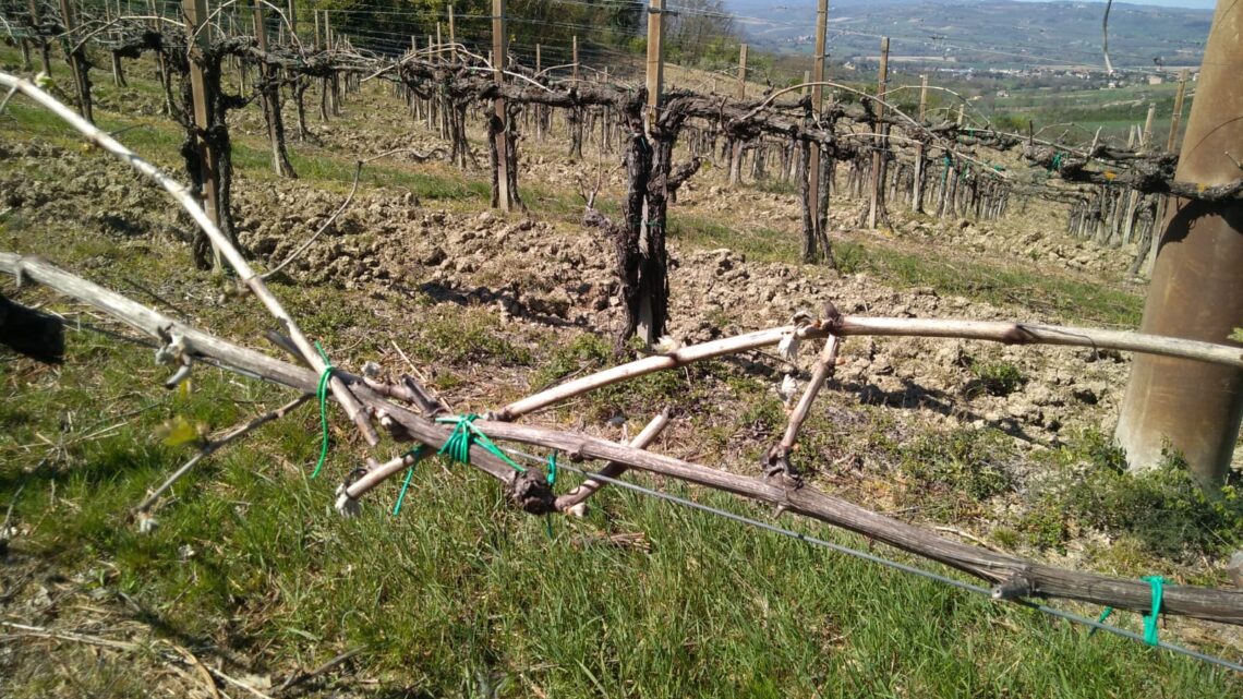 RISTRUTTURAZIONE E RICONVERSIONE DEI VIGNETI 2024/2025, BANDO OCM VINO FINANZIATO CON 1 MILIONE DI EURO