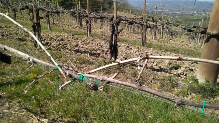 RISTRUTTURAZIONE E RICONVERSIONE DEI VIGNETI 2024/2025, BANDO OCM VINO FINANZIATO CON 1 MILIONE DI EURO