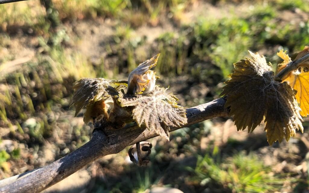 GELATA STORICA: LA PEGGIORE DEGLI ULTIMI 20 ANNI  INGENTI DANNI A FRUTTA E VITE:  SANGIOVESE E GRECHETTO LE VARIETÀ PIÙ COLPITE