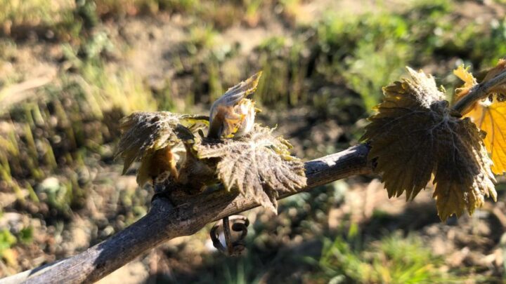GELATA STORICA: LA PEGGIORE DEGLI ULTIMI 20 ANNI  INGENTI DANNI A FRUTTA E VITE:  SANGIOVESE E GRECHETTO LE VARIETÀ PIÙ COLPITE