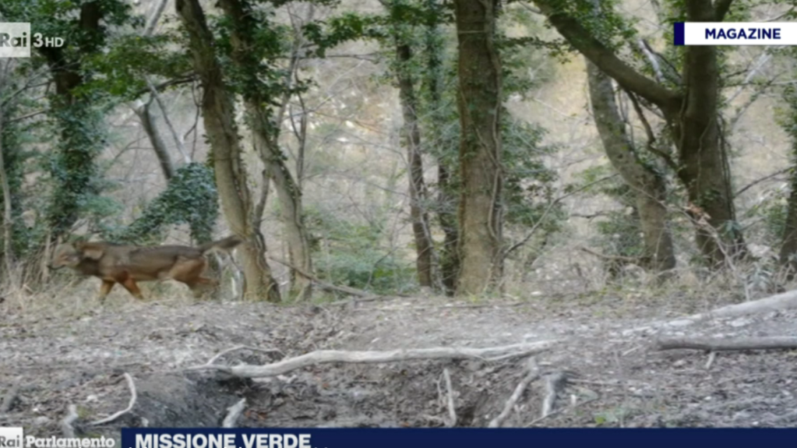 Giornata mondiale biodiversità: la Regione Umbria investe in tutela e valorizzazione e ora punta a nuovi traguardi con il progetto life imagine; la “missione verde” a “orizzonti d’europa” di Rai parlamento