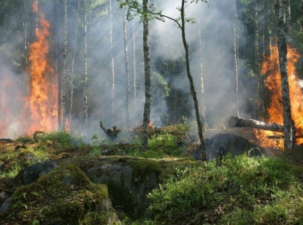 INCENDI E SICCITÀ IN UMBRIA, PER CONFAGRICOLTURA LA PREVENZIONE NON È PIÙ RIMANDABILE.