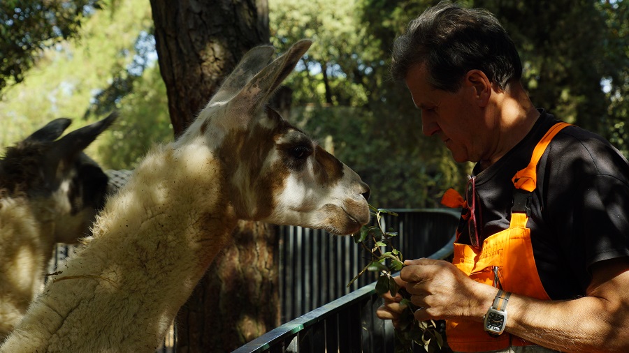 TRA NATURA E ANIMALI A CITTÀ DELLA DOMENICA ‘SI NASCONDE’ UN BUTTERO