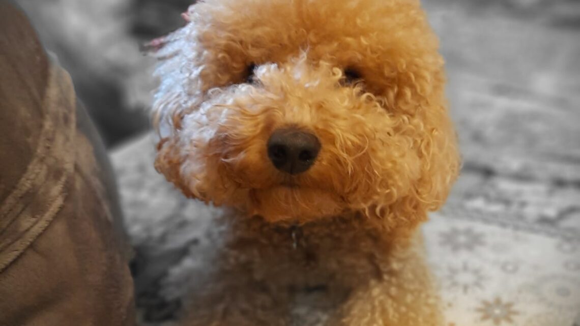 TERNI, ECCO I VOLONTARI CHE PORTANO A SPASSO I CANI DEI PADRONI IN QUARANTENA