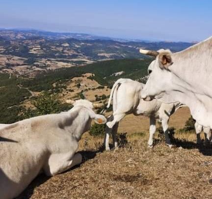 “FOTOGRAFI…AMO IL VITELLONE BIANCO”: OBIETTIVI PUNTATI SU FILIERA E QUALITÀ