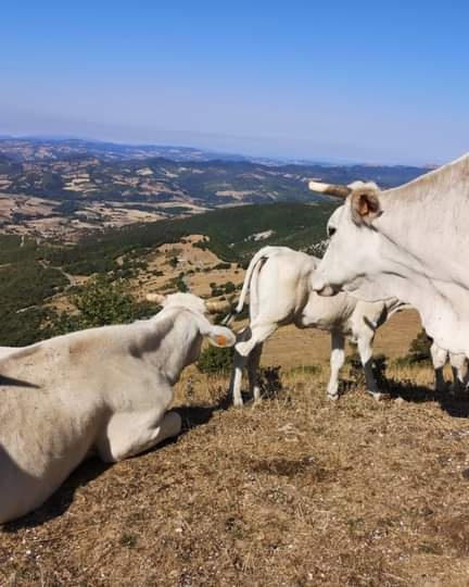 “FOTOGRAFI…AMO IL VITELLONE BIANCO”: OBIETTIVI PUNTATI SU FILIERA E QUALITÀ