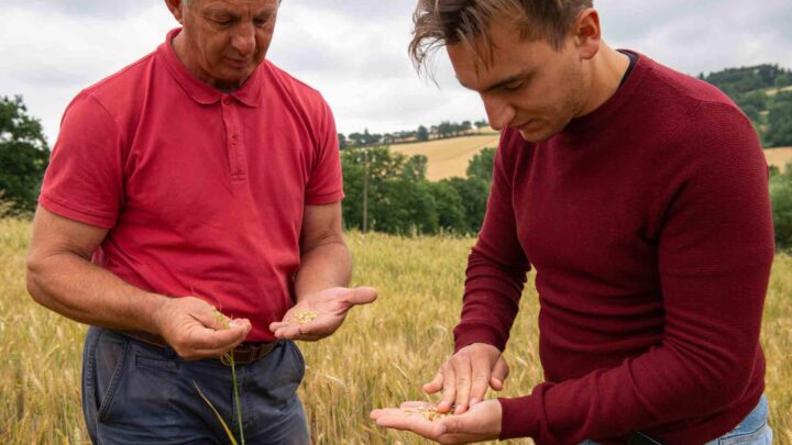 MAGIONE, LA FESTA DEL RACCOLTO FA IL BIS E CELEBRA IL GRANO 100% UMBRO