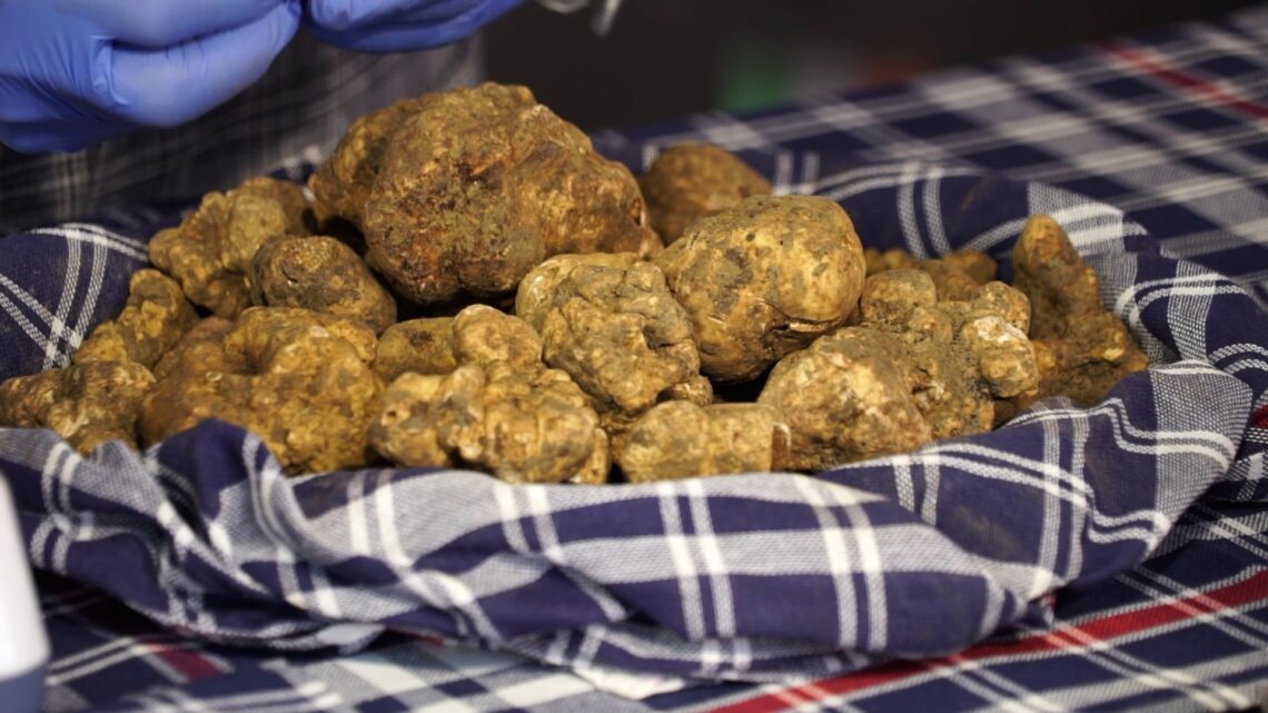 PIETRALUNGA TRA MUSICA E BUON CIBO: ECCO LA MOSTRA MERCATO DEL TARTUFO
