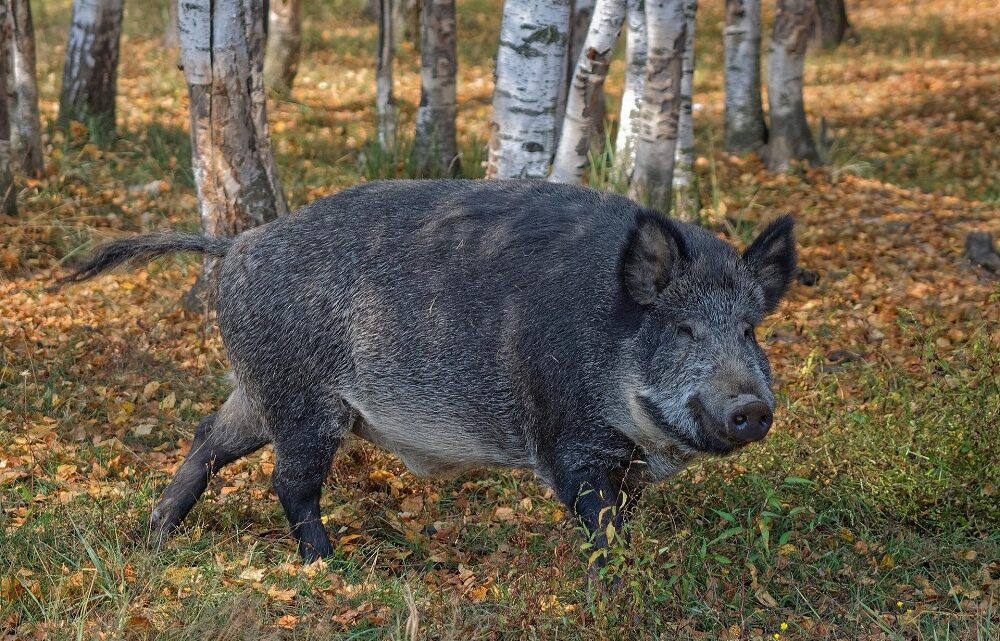 EMENDAMENTO BILANCIO SU CONTENIMENTO CINGHIALI, CONFAGRICOLTURA UMBRIA LO ACCOGLIE CON FAVORE: “INTERVENTO A TUTELA DELLA FILIERA SUINICOLA E DELLA SICUREZZA PUBBLICA. LA DIFFUSIONE SENZA CONTROLLO DELLA SPECIE È ORMAI PRESENTE ANCHE NEI CENTRI URBANI DELLA NOSTRA REGIONE”.