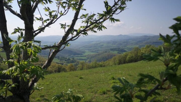 CONTROLLO FAUNA SELVATICA: CON LA LEGGE DI BILANCIO DI PREVISIONE DELLO STATO  APPROVATA ANCHE UNA MODIFICA CHE APRE AL RAFFORZAMENTO DEGLI STRUMENTI DI CONTENIMENTO SOPRATTUTTO DELLA SPECIE CINGHIALE.
