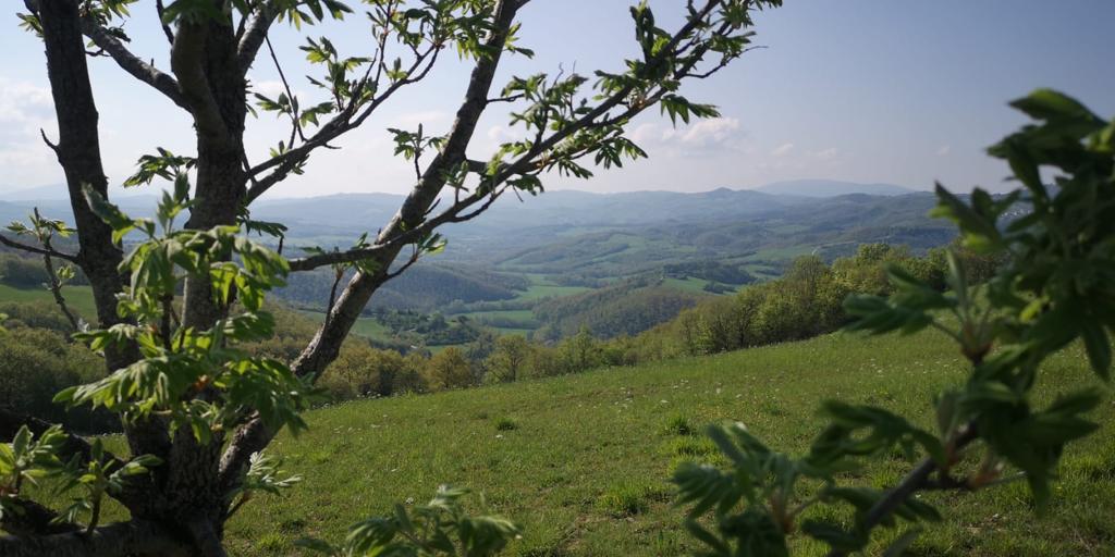 CONTROLLO FAUNA SELVATICA: CON LA LEGGE DI BILANCIO DI PREVISIONE DELLO STATO  APPROVATA ANCHE UNA MODIFICA CHE APRE AL RAFFORZAMENTO DEGLI STRUMENTI DI CONTENIMENTO SOPRATTUTTO DELLA SPECIE CINGHIALE.