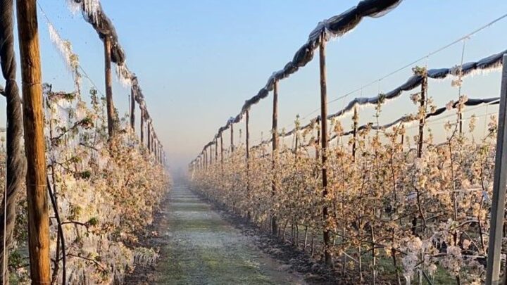 LA VARIABILE CLIMA, PREOCCUPIAMOCI NON SOLO A PAROLE!  L’INTERVENTO DI CONFAGRICOLTURA UMBRIA IN QUESTI GIORNI DI GELATE CHE STANNO TENENDO IN COSTANTE ALLARME GLI AGRICOLTORI: TUTTI GLI STRUMENTI PREVISTI DALLA NORMATIVA COMUNITARIA, NAZIONALE E REGIONALE DEBBONO ESSERE PENSATI ED UTILIZZATI CON CRITERI  DI COMPLEMENTARIETÀ E NEL CONTEMPO DI FLESSIBILITÀ.