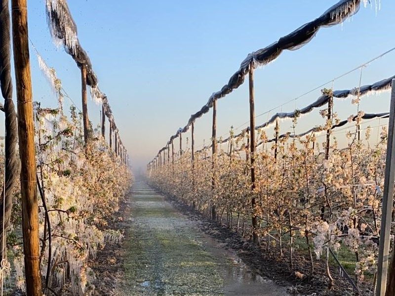 LA VARIABILE CLIMA, PREOCCUPIAMOCI NON SOLO A PAROLE!  L’INTERVENTO DI CONFAGRICOLTURA UMBRIA IN QUESTI GIORNI DI GELATE CHE STANNO TENENDO IN COSTANTE ALLARME GLI AGRICOLTORI: TUTTI GLI STRUMENTI PREVISTI DALLA NORMATIVA COMUNITARIA, NAZIONALE E REGIONALE DEBBONO ESSERE PENSATI ED UTILIZZATI CON CRITERI  DI COMPLEMENTARIETÀ E NEL CONTEMPO DI FLESSIBILITÀ.