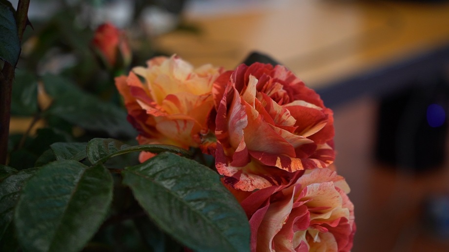 TORNANO ‘I GIORNI DELLE ROSE’: TUTTO PRONTO PER L’OTTAVA EDIZIONE