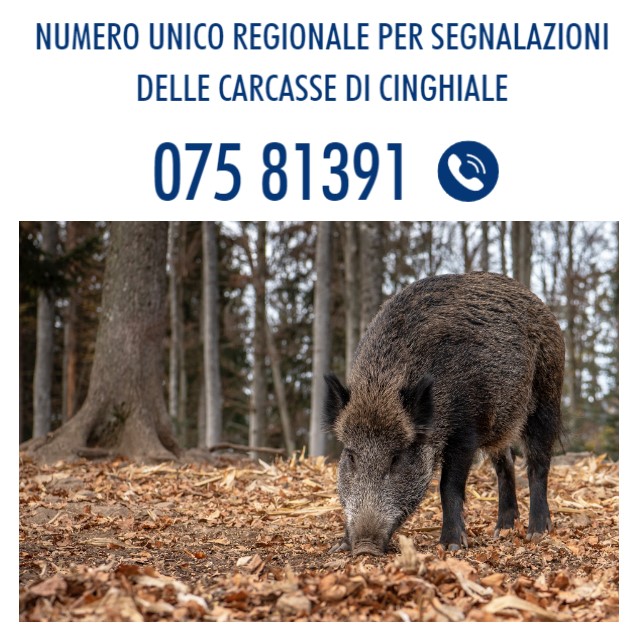 PESTE SUINA: COSTANTE MONITORAGGIO REGIONE UMBRIA