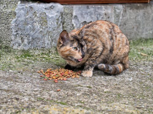 “AVVELENAMENTO DI ANIMALI DEPRECABILE FENOMENO DI INCIVILTÀ, IMPORTANTE DENUNCIARE”