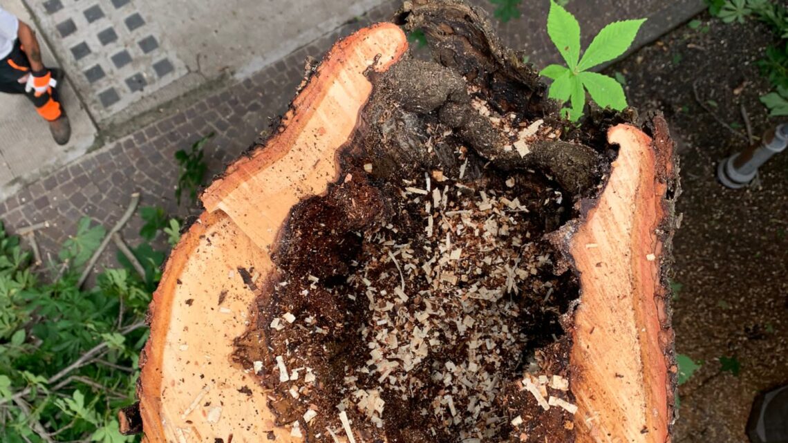 “ANAS SOSTITUIRÀ GLI ALBERI PERICOLOSI TAGLIATI IN VIA DEI TIGLI A CICONIA”