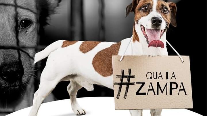 AVIGLIANO UMBRO, CONTRIBUTO DI 300 EURO DAL COMUNE AI CITTADINI CHE ADOTTANO UN CANE