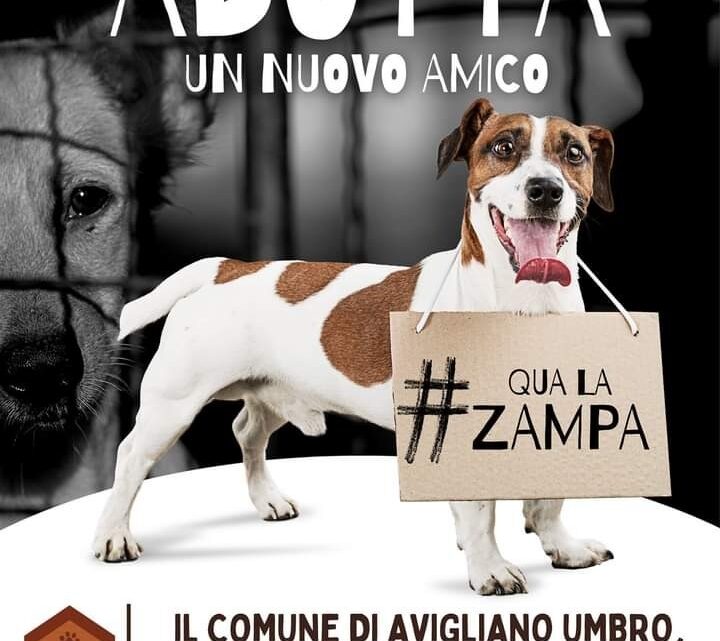 AVIGLIANO UMBRO, CONTRIBUTO DI 300 EURO DAL COMUNE AI CITTADINI CHE ADOTTANO UN CANE