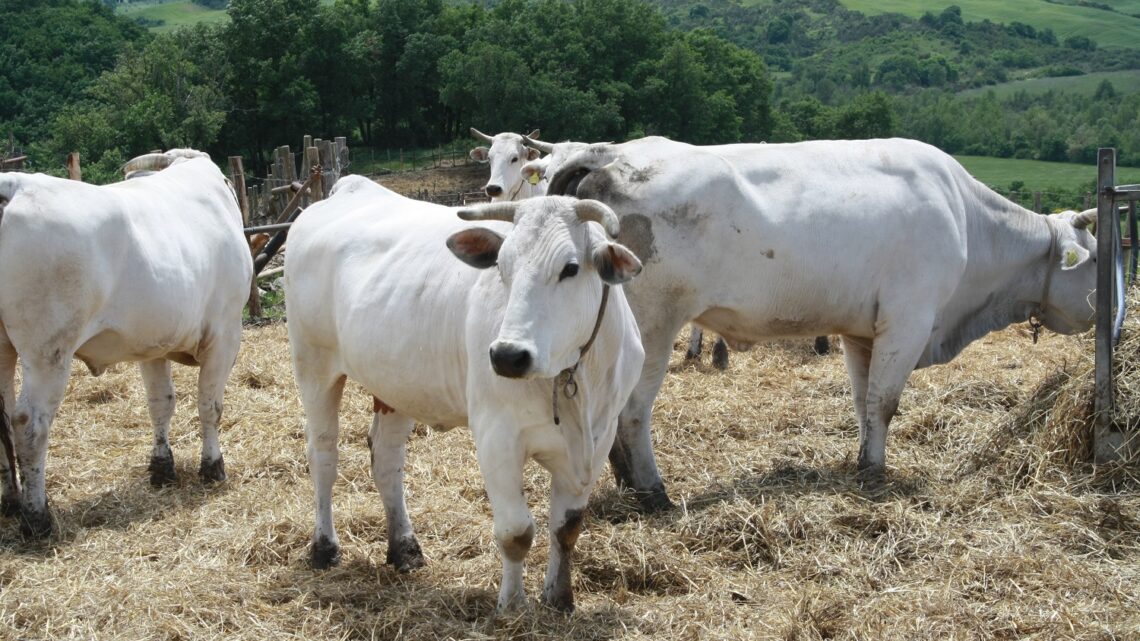 IL VITELLONE BIANCO DELL’APPENNINO CENTRALE IGP ALLA FIERA DI SAN BARTOLOMEO DI CITTÀ DI CASTELLO CON IL TORO CHIANINO DA RECORD