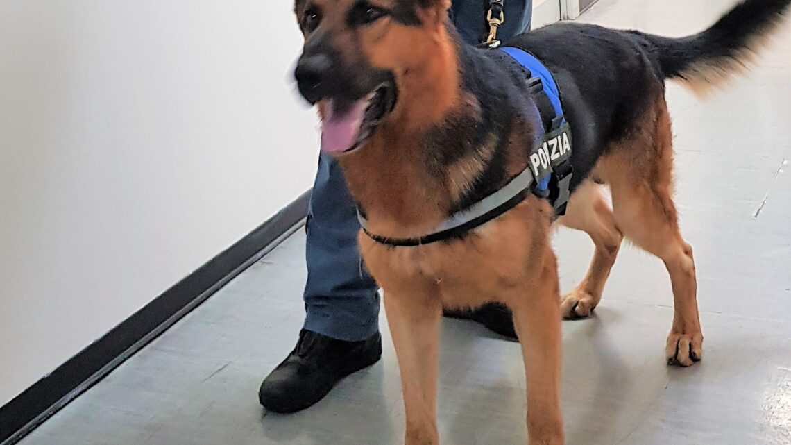 OPERAZIONI STRAORDINARIE DI CONTROLLO DEL TERRITORIO DELLA POLIZIA DI STATO DI TERNI