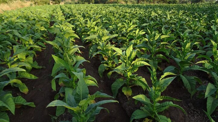 TABACCO, IN REGIONE L’INCONTRO PER AFFRONTARE LE PROBLEMATICHE DEL SETTORE A SEGUITO DELL’APPLICAZIONE DELLA NUOVA POLITICA COMUNITARIA.