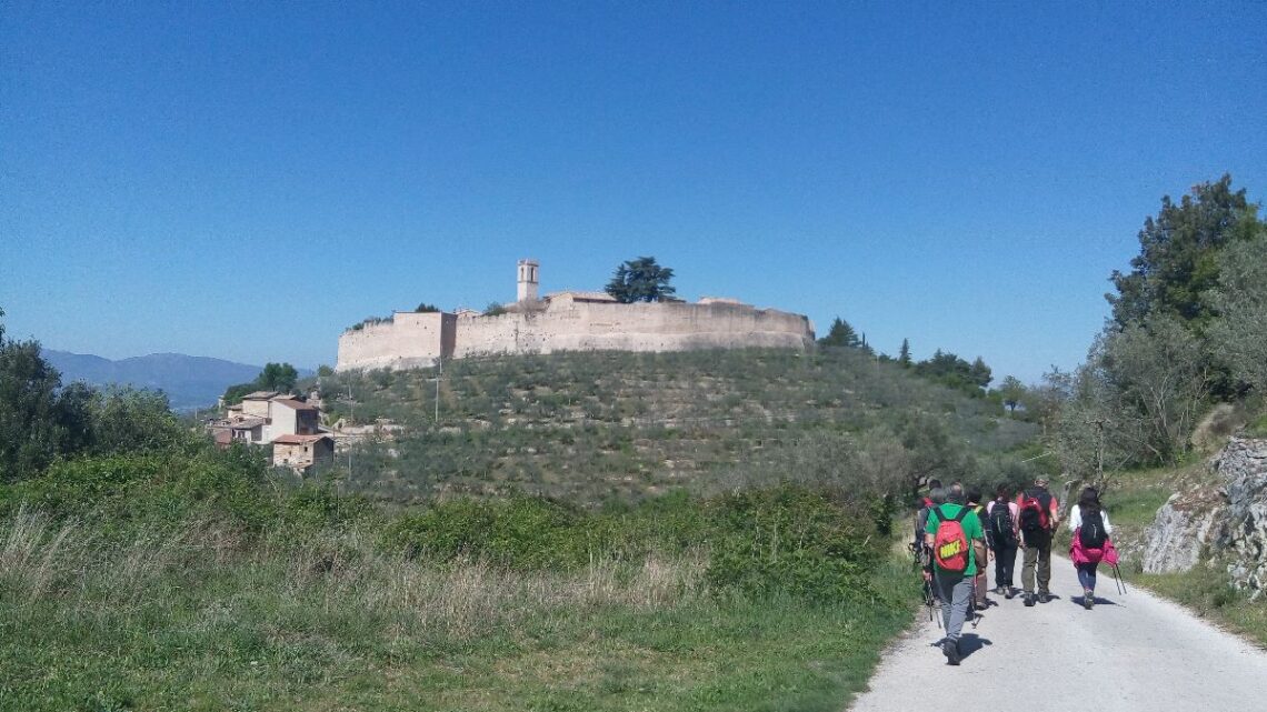 IN UMBRIA SALVARE UN OLIVETO SALVA LA VITA