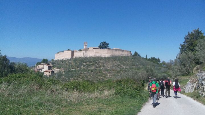 IN UMBRIA SALVARE UN OLIVETO SALVA LA VITA