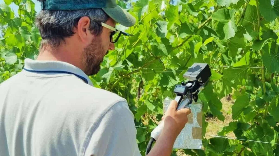 A NATALE, E NON SOLO, LE BOLLICINE UMBRE: ECCELLENZA E TRADIZIONE  AL SERVIZIO DEL GUSTO