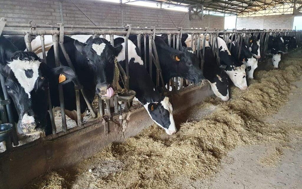 OPPORTUNITÀ E CRITICITÀ NEL SETTORE ZOOTECNICO. INIZIATIVA DI CONFAGRICOLTURA UMBRIA PER FARE IL PUNTO SUI PRIMI DUE ANNI DI APPLICAZIONE DELL’INTERVENTO “CSR UMBRIA SRA 30 – BENESSERE ANIMALE E SISTEMA CLASSYFARM”.