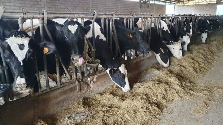 CONFAGRICOLTURA UMBRIA OTTIENE LA MODIFICA ALLA NORMATIVA NAZIONALE  PER L’IDENTIFICAZIONE DEI BOVINI AL PASCOLO E TUTELA DELLA ZOOTECNIA ESTENSIVA